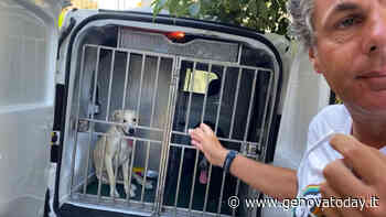 Rapallo, recuperati i due cani che hanno aggredito la piccola Minou: andranno al canile - GenovaToday