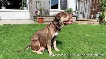 Frosty sucht ein neues Zuhause im Landkreis Peine - Peiner Nachrichten