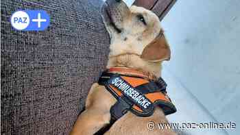 Peine: Hunde-Brüder Oskar und Otto suchen neues Zuhause - Peiner Allgemeine Zeitung - PAZ-online.de