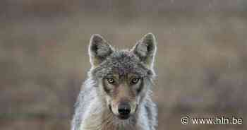 Gemeente doet oproep: 'Bescherm je dieren tegen wolven!' - Het Laatste Nieuws
