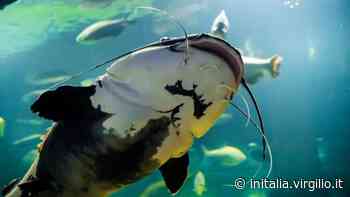 Il siluro colonizza il lago di Garda: a rischio gli altri pesci - inItalia