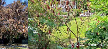 Piante avvelenate e uccise con il diserbante a Riva del Garda, il Comune: “Morti 3 alberi, colpiti anche arbusti di più di 35 anni” - il Dolomiti