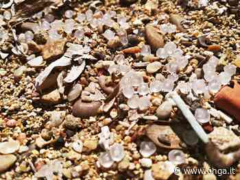 Greenpeace denuncia l'inquinamento da microplastiche sulle spiagge di Brindisi - Ohga!