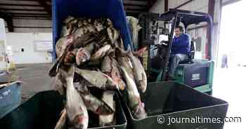 Editorial: Rebranding campaign fights Asian carp threat | Local News | journaltimes.com - Journal Times