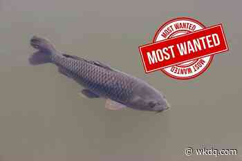 $100 Bounty for Every Black Carp Caught in IL, IN, & KY - wkdq.com