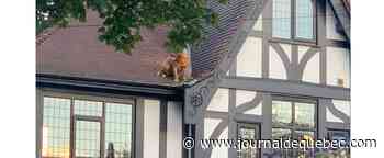 Appelés pour un pigeon coincé sur un toit, les pompiers secourent finalement un chien