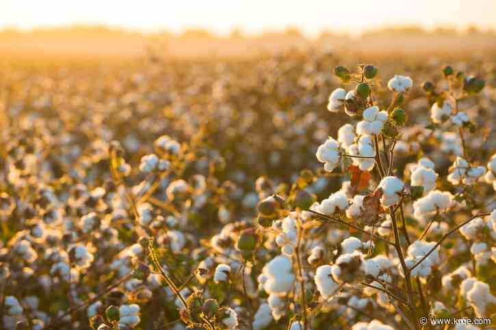Cotton breeders are using genetic insights to make this global crop more sustainable
