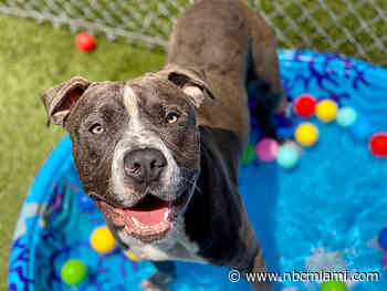 Pets Are Feeling the Heat: How to Keep Your Furry Friend Safe From the Summer Sun