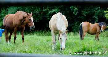 Ommen gaat wederom in de fout bij plan voor paardenfokkerij in Witharen - De Stentor