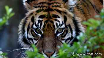 Oklahoma City Zoo rejoices with birth of critically endangered Sumatran tiger twins