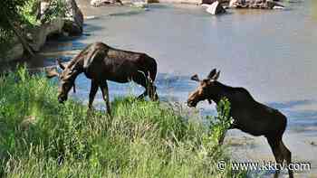 Moose on the loose, Two bull moose seen in Monument Creek - KKTV