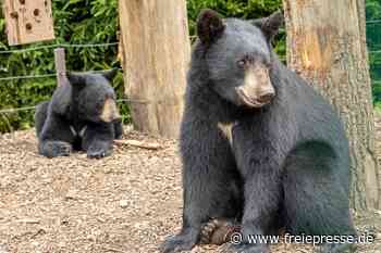 TV-Star leiht seine Stimme dem Falkensteiner Zoo - freiepresse.de