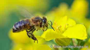 Mitten in Vierkirchen: Bienen ziehen aufs Land - Dachau - Süddeutsche Zeitung - SZ.de
