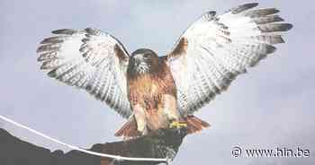 Gratis roofvogeldemonstratie in Meise aanstaande zondag - Het Laatste Nieuws