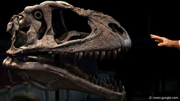 Scientists Discover Dinosaur Species With Short Arms - HuffPost