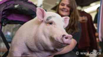 Kevin Bacon the pig busted his legs. Amherst is determined to get him a wheelchair - CBC.ca
