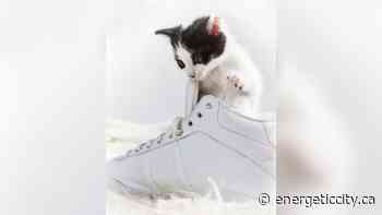 Fort Nelson resident organizing virtual run for Northeast BC Animal rescues - Energeticcity.ca