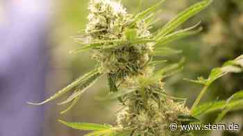 Siegen-Wittgenstein: Unbekannter züchtet 2500 Hanfpflanzen auf Kartoffelfeld - STERN.de