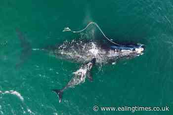 Weak protection for rare whale violates law, US judge says - Ealing Times