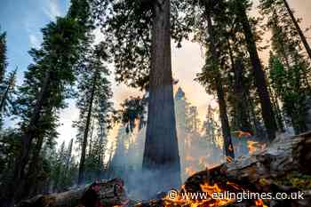 Grove of giant sequoia trees threatened by wildfire - Ealing Times