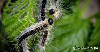 Eikenprocessierups duikt op in hondenweide en langs spoor - Het Laatste Nieuws