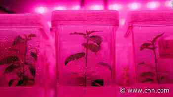 Could turbocharging trees help solve the climate crisis? - CNN