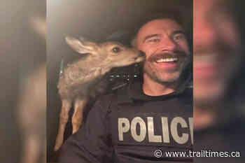 Northern BC RCMP seize fawn during early morning traffic stop – Trail Daily Times - Trail Times
