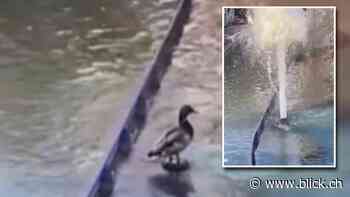 Im Europapark Rust: Wasserfontäne katapultiert Ente in die Luft - BLICK