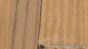 Notreife und frühe Ernte: Trockenheit bereitet Bauern Sorge - Süddeutsche Zeitung - SZ.de