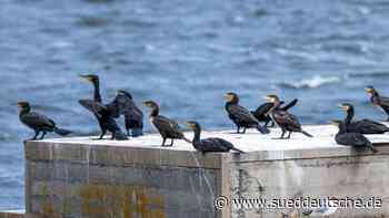 Neuer Vorstoß zum Kormoran vom Verband der Binnenfischer - Süddeutsche Zeitung - SZ.de