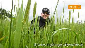 Essen aus der Heimat: Uraltes Korn aus Bobingen erzeugt ganz speziellen Nudelgeschmack | Augsburger Allgemeine - Augsburger Allgemeine