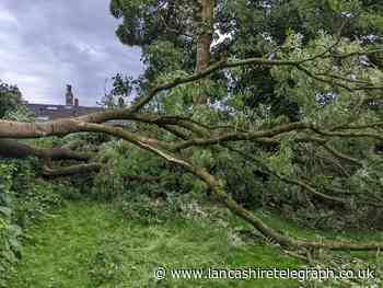 Tennis club forced to close temporarily as section of 120-year-old tree comes crashing down