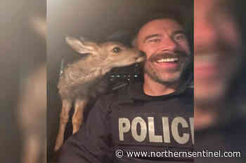 Northern BC RCMP seize fawn during early morning traffic stop – Kitimat Northern Sentinel - Kitimat Northern Sentinel