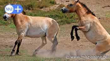 Wandern in der Döberitzer Heide - Märkische Allgemeine Zeitung