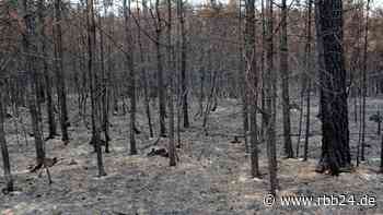 Landrat hebt Großschadenslage nach Waldbrand in Lieberoser Heide auf - rbb24