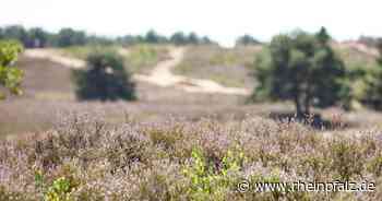 Spaziergängerin verhindert Brand in der Heide - Mehlingen - Rheinpfalz.de