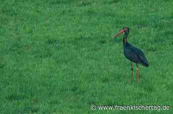 Toter Schwarzstorch aus dem Kreis Kronach: Welche Geschichte der Ring des Vogels erzählt - Fränkischer Tag