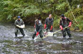 Entwarnung - Fische aus der Rodach sind wieder essbar - Neue Presse Coburg