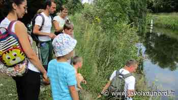 À Wasquehal, le long du canal, ils ont cherché (et trouvé) la petite bête… - La Voix du Nord