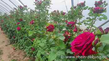 Kosten nehmen überhand: Warnsignale aus dem Obst- und Rosenparadies - Rhein-Zeitung