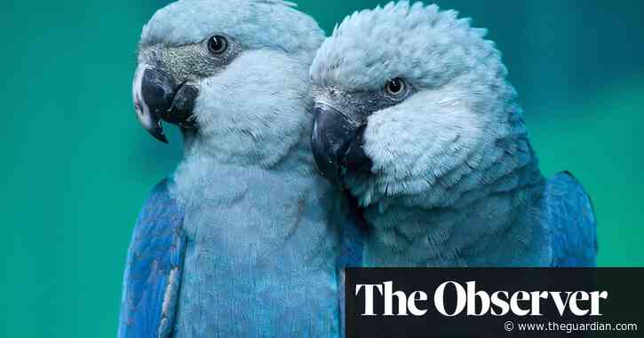 ‘Extinct’ parrots make a flying comeback in Brazil