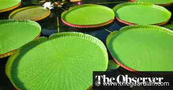 The waterlily that changed architecture - The Guardian