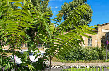 Letzte Ruhe an wechselnden Orten - wo in Mannheim Menschen bestattet wurden - Erleben: Tipps für Ausflüge, Familien, Haustiere, Haus und Garten - Mannheimer Morgen