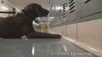 K-9 training company partners with Hampton to keep guns out of schools