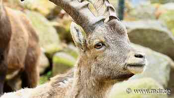 Ausgewildert: Steinböcke aus Görlitz springen in die Alpen - MDR