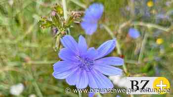 Wann Blumen aufstehen