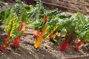 Vous êtes detenteur de parcelles inexploitées à Vence? Rapprochez-vous de la mairie qui souhaite rendre "nourricier" chaque lopin de terre