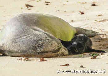 Monk seal mom returns to Waikiki for 14th birth