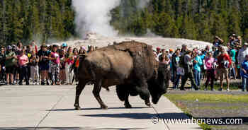Yellowstone bison goring videos show a dangerous American tourist failing