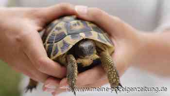 Von Schildkröten bis Kartoffelsalat: Was Fahrgäste in Uber-Fahrzeugen vergessen